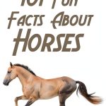 Horse Care Kindle Guide – 13 Page Biological Science PDF-0