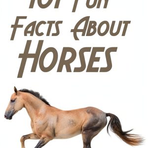 Horse Care Kindle Guide – 13 Page Biological Science PDF-0