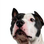 Dog Care Essentials Kindle eBook by Unique Vision Press 30 Minute-0